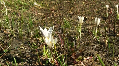 White Crocus Flower Stock Footage 56540785