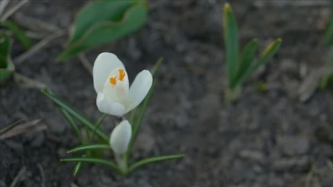 White crocus flower Stock Footage 105736608