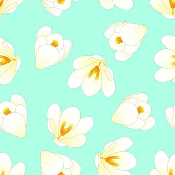 White Crocus Flower on Green Mint Background Stock Illustration