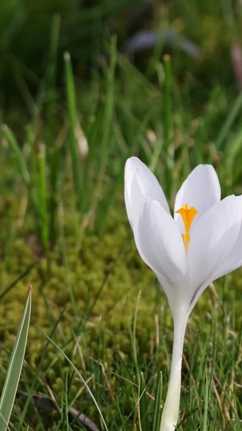 White crocus flower with orange pistil growing in green grass, signifying spr 库存影片 332551863