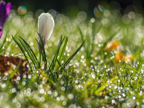 White crocus flower Stock Photos