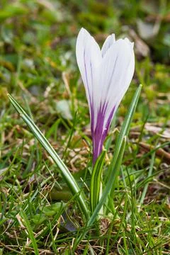 White crocus flower Stock Photos