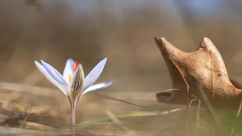 White crocus flower in a prairie, spring outdoor scene 스톡 동영상 125468191