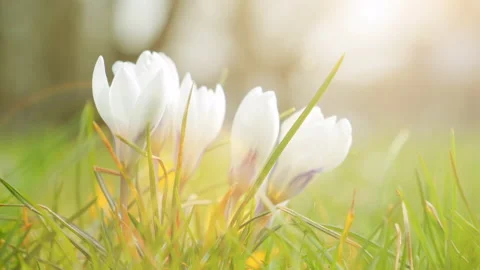 White crocus, flowering plants in the iris family. a bunch of crocuses Stock Footage 88154531