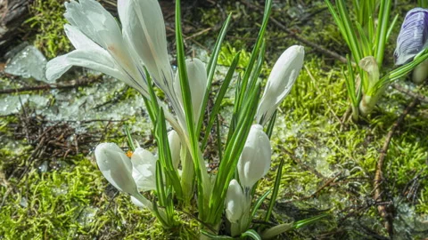 White crocus flowers and melting snow macro time lapse in spring Stock Footage 334800699