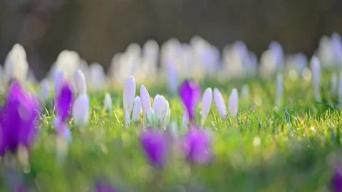 White crocus flowers blooming in forest meadow, sunny peaceful spring, ultra HD Stock Footage 326830624
