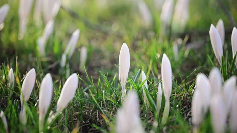 White crocus flowers blooming in fresh green grass, spring nature scene in 4K Stock Footage 332308795