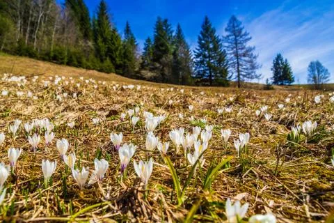 White crocus flowers blooming on the spring meadow Stock Photos