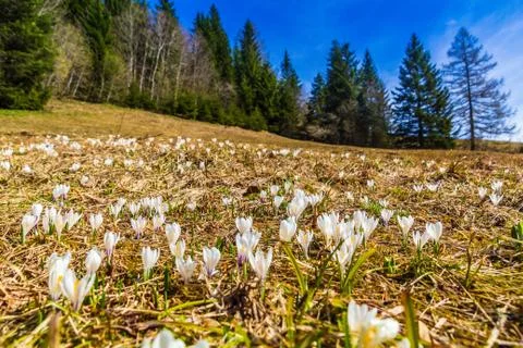 White crocus flowers blooming on the spring meadow Stock Photos