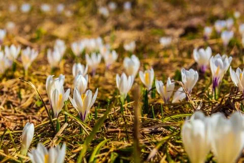 White crocus flowers blooming on the spring meadow Stock Photos