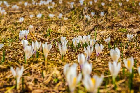 White crocus flowers blooming on the spring meadow Stock Photos