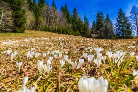 White crocus flowers blooming on the spring meadow Stock Photos