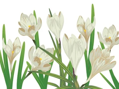 White Crocus Flowers Illustrazione stock