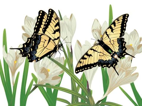 White Crocus Flowers Stock Illustration