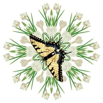 White Crocus Flowers Illustrazione stock