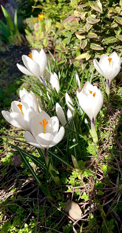 White crocus flowers in natural environment. Stock Footage 275854042