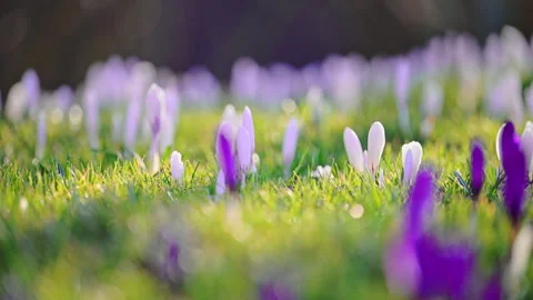 White crocus flowers opening in spring forest meadow, fresh and tranquil, ultra Stock Footage 326830774