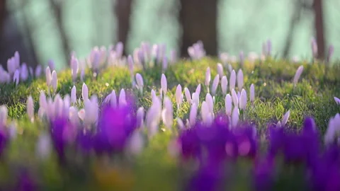 White crocus flowers opening in spring forest meadow Stock Footage 326830959