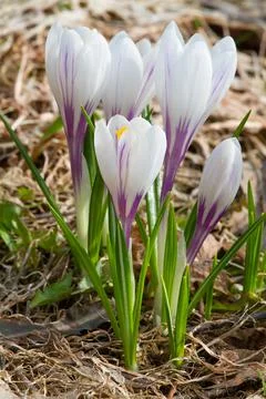White crocus flowers Stock Photos