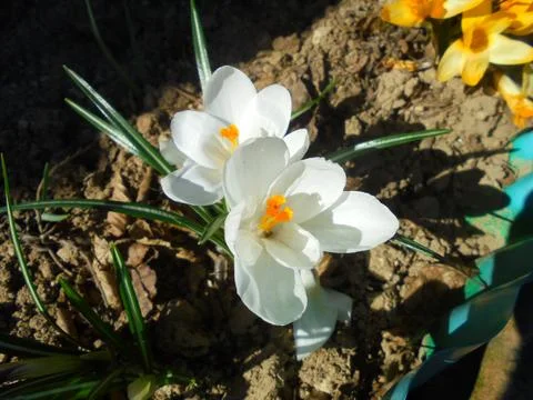 White crocus flowers in spring alpine garden bed, close-up in sunlight Stock Photos