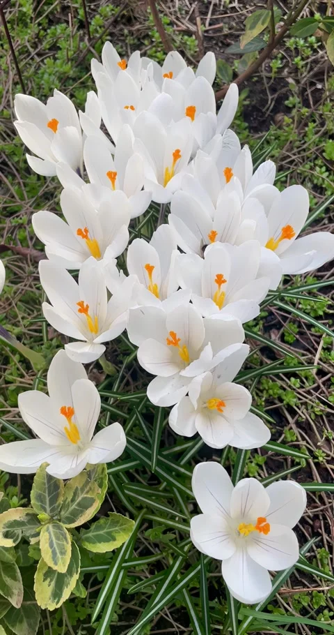 White crocus flowers in spring garden in natural environment. Stock Footage 276099976