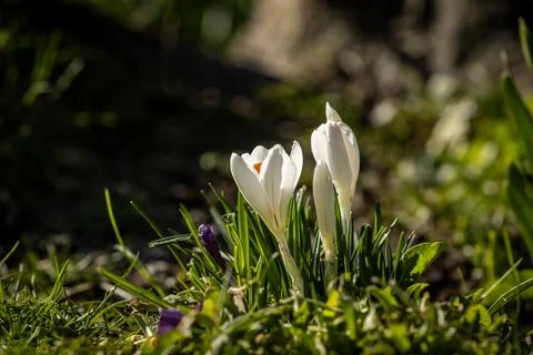 White crocus flowers in springtime, with a shallow depth of field Foto stock