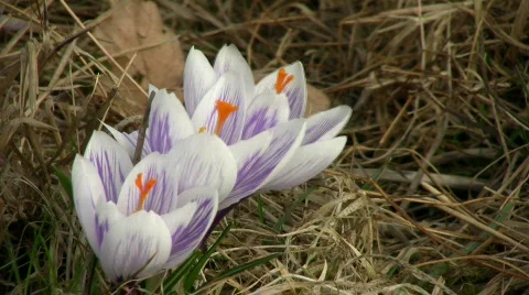 White crocus Video stock 355498