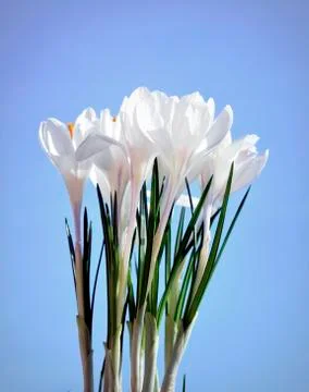 White crocus, harbinger of spring, background sky Stock Photos