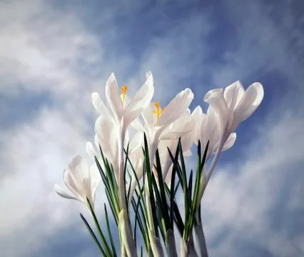 White crocus, harbinger of spring, background sky Stock Photos