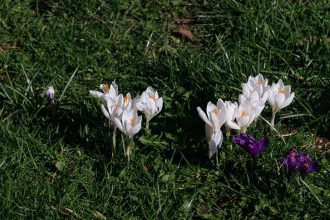 White crocus in the park. Bright Easter Spring first flowers in green grass. Stock Photos