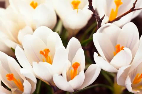 White crocus Stock Photos