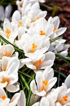 White crocus Stock Photos