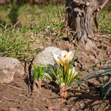White crocus Stock Photos