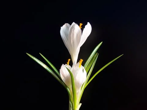 White crocus Stock Photos