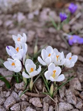 WHITE CROCUS Stock Photos
