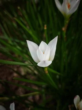 White crocus Stock Photos