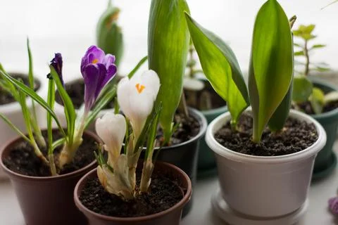 White crocus in pot on window with purple crocus Stock Photos
