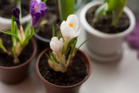 White crocus in pot on window, spring indoor plant with natural light Stock Photos