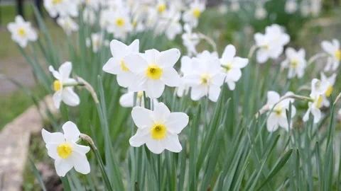 White crocus primroses 動画素材 239266590