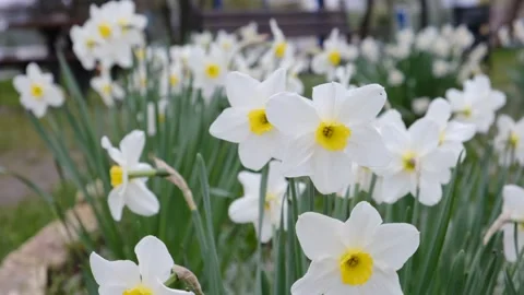 White crocus primroses Stock Footage 239266600
