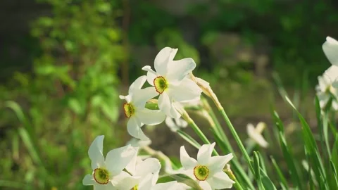 White crocus primroses. The wind sways the spring flower. Delicate plant in a Stock Footage 240535147