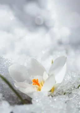 White crocus in snow in spring. first flowers in spring. Beautiful white flower Stock Photos