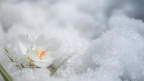 White crocus in snow in spring. first flowers in spring. Beautiful white flower Stock Photos