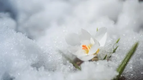 White crocus in snow in spring. first flowers in spring. Beautiful white flower Stock Photos