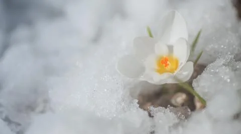 White crocus in snow in spring. first flowers in spring. Beautiful white flower Stock Photos