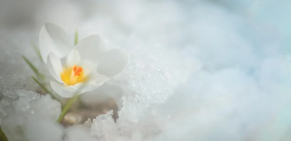 White crocus in snow in spring. first flowers in spring. Beautiful white flower Stock-Fotos