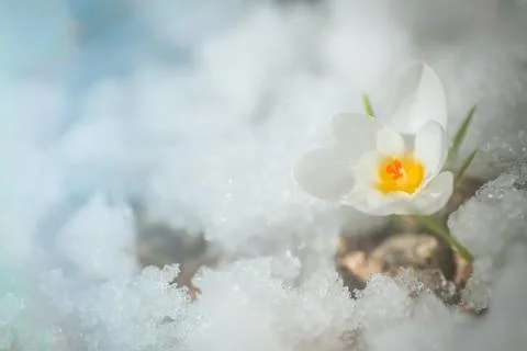 White crocus in snow in spring. first flowers in spring. Beautiful white flower Stock Photos