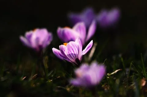 White crocus - spring flower Stock Photos