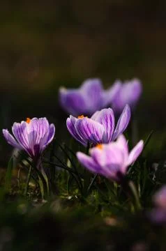 White crocus - spring flower Stock Photos