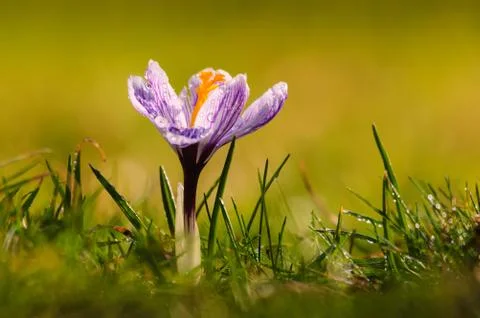 White crocus - spring flower Foto stock